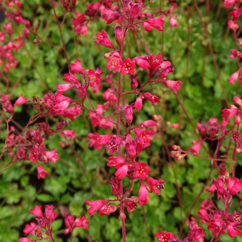 Heuchera Pluie de Feu (Flowering)