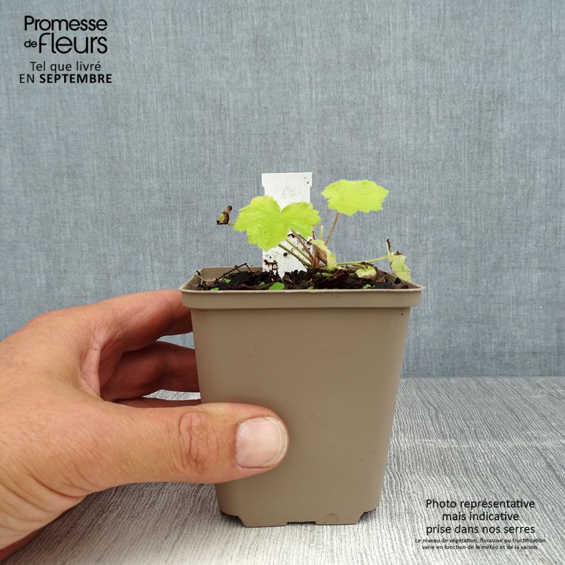 Heuchera Pretty Pistachio 8/9 cm pot sample as delivered in summer