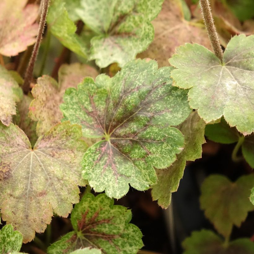 Heuchera Snowy Panky (Foliage)