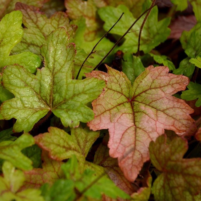 Heucherella Alabama sunrise (Foliage)