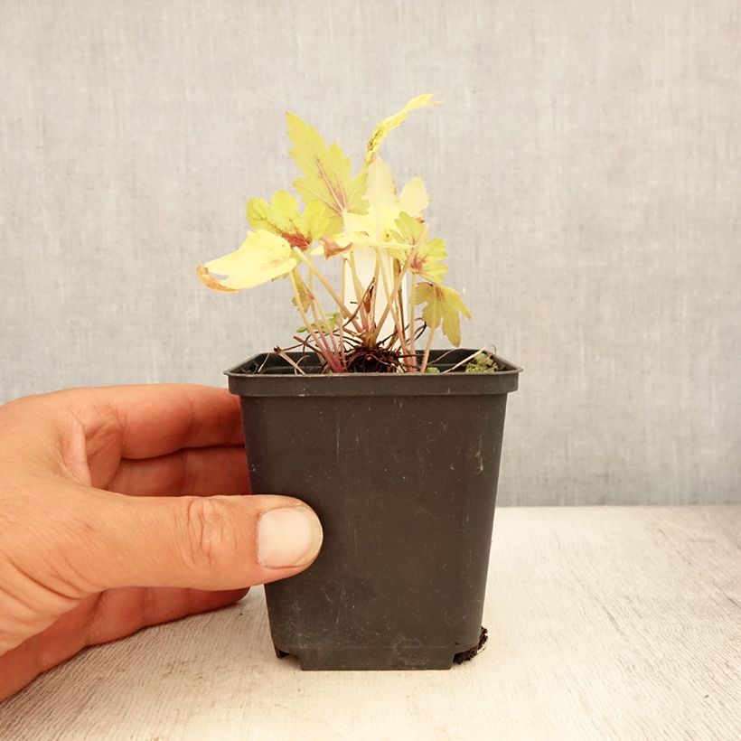 Heucherella Eye Spy 8/9 cm pot sample as delivered in summer