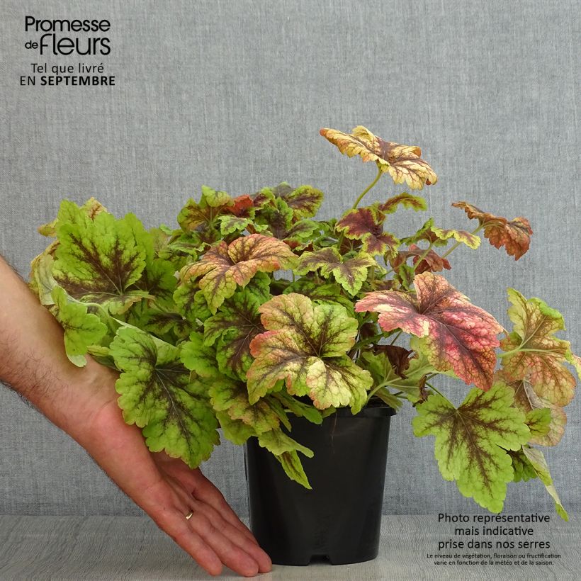 Heucherella Golden Zebra 1.5L/2L pot sample as delivered in summer