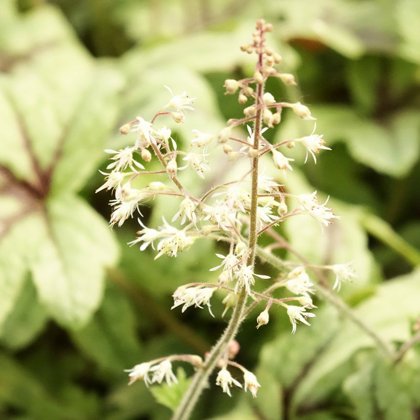Heucherella Kimono (Flowering)