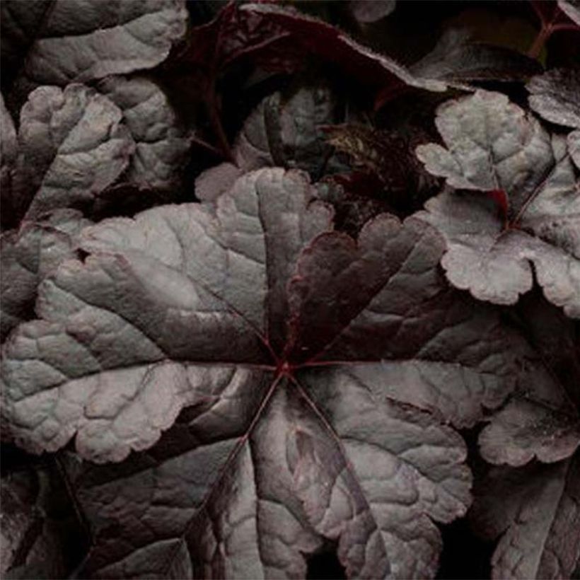 Heucherella Onyx (Foliage)