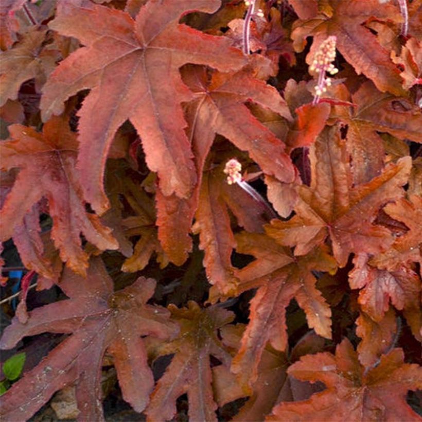 Heucherella Red Rover (Foliage)