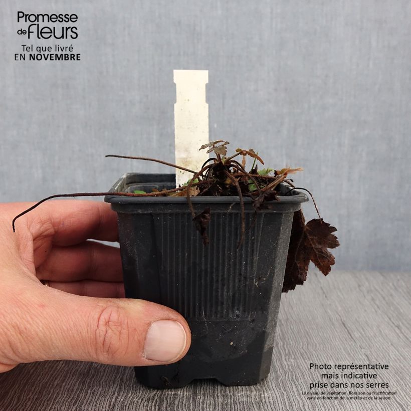 Heucherella Silver Streak 8/9 cm pot sample as delivered in autumn