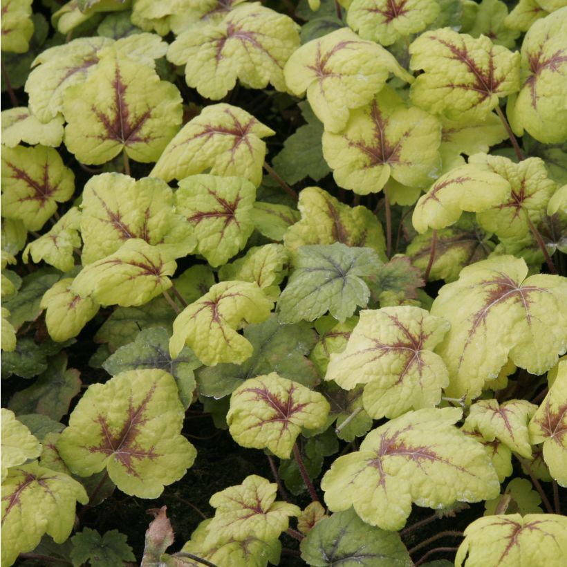 Heucherella Stoplight (Foliage)