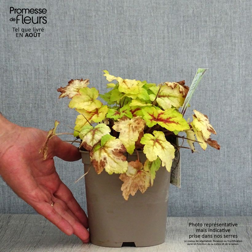 Heucherella Stoplight 2L/3L pot sample as delivered in summer