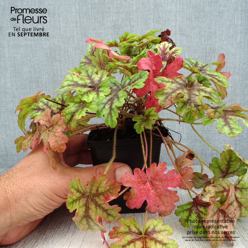 Heucherella Tapestry 8/9 cm pot sample as delivered in summer