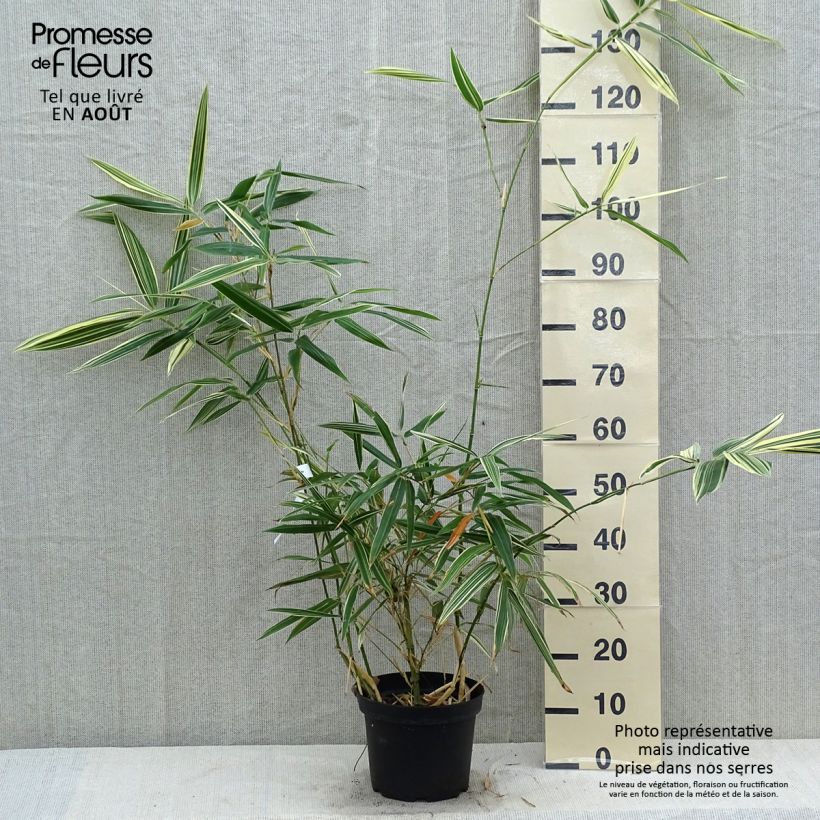 Hibanobambusa tranquillans Shiroshima 4L/5L pot sample as delivered in summer