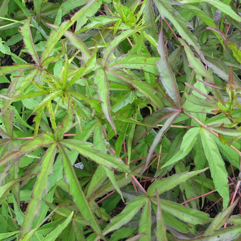 Hibiscus coccineus (Foliage)