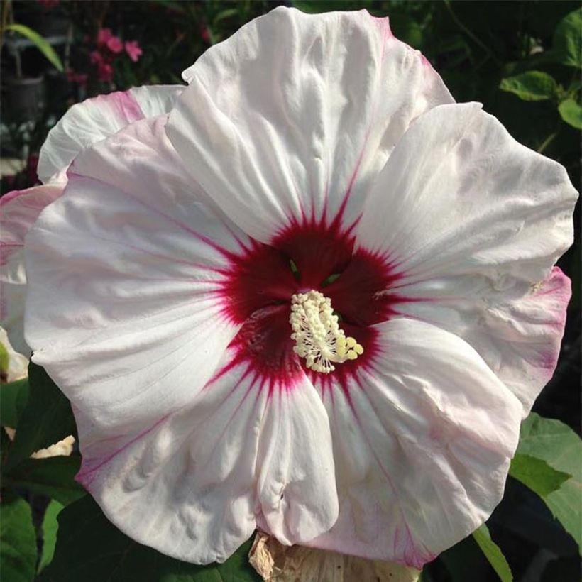 Hibiscus moscheutos Cherry Cheesecake - Swamp Rose Mallow (Flowering)