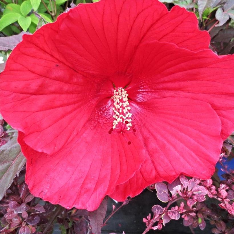 Hibiscus moscheutos Midnight Marvel - Swamp Rose Mallow (Flowering)