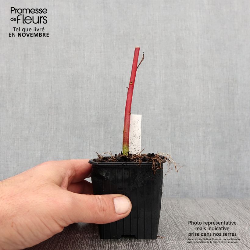 Hibiscus moscheutos Pink Passion - Swamp Rose Mallow 8/9 cm pot sample as delivered in autumn