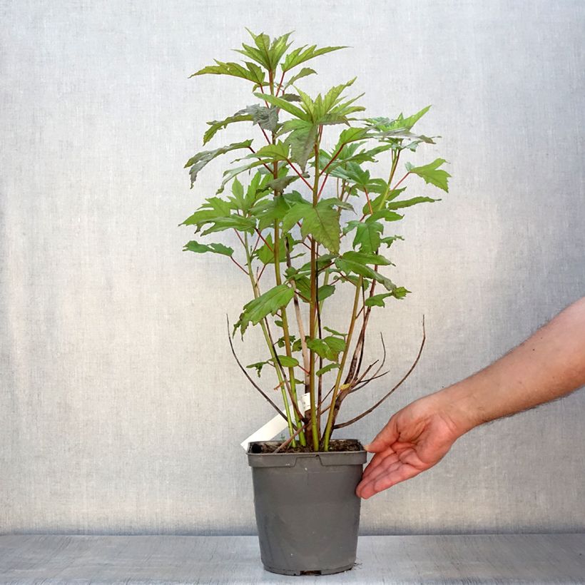Hibiscus moscheutos Berry Awesome - Swamp Rose Mallow 3L/4L pot 20+cm sample as delivered in summer