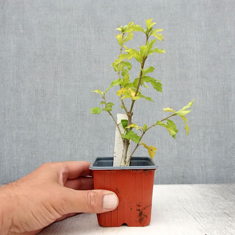 Hibiscus syriacus Admiral Dewey 8/9 cm pot sample as delivered in summer
