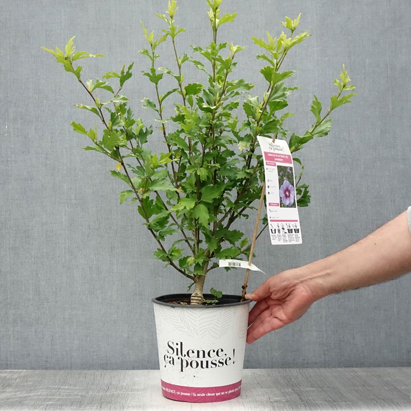 Hibiscus syriacus B'twist Lavender - Rose of Sharon 4L/5L pot sample as delivered in summer