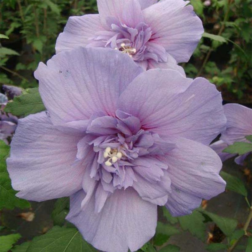 Hibiscus syriacus Blue Chiffon - Rose of Sharon (Flowering)