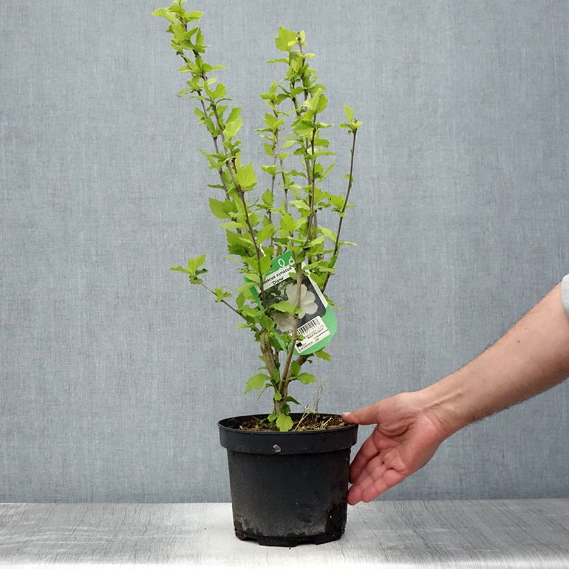 Hibiscus syriacus Diana - Rose of Sharon 3L/4L pot sample as delivered in summer