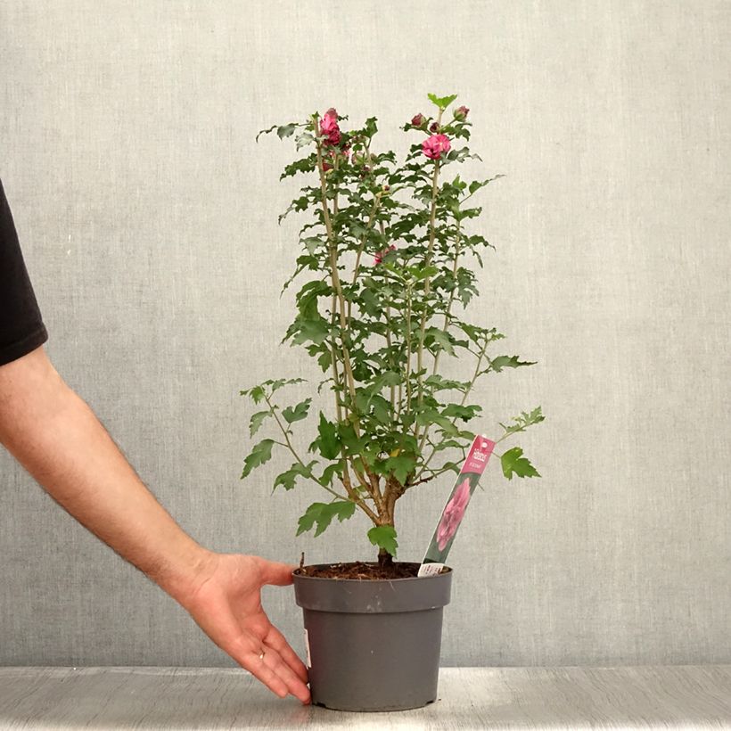 Hibiscus syriacus Duc de Brabant - Rose of Sharon 3L/4L pot sample as delivered in summer