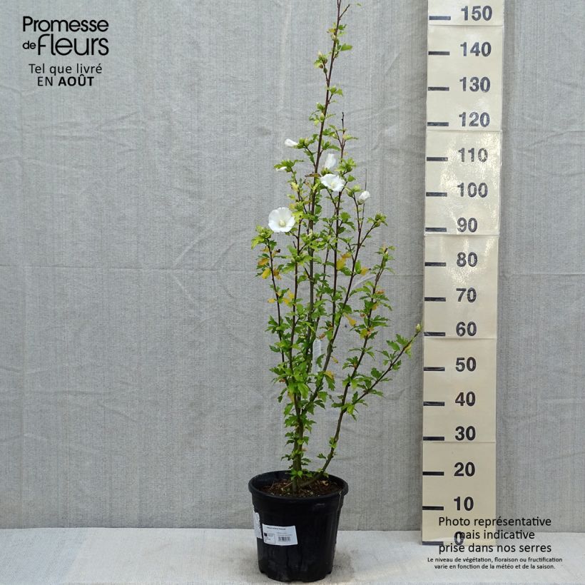 Hibiscus syriacus Eléonore - Rose of Sharon 7.5L/10L pot sample as delivered in summer