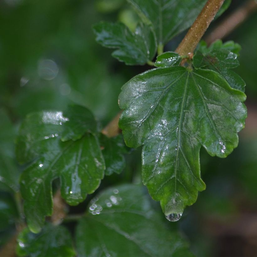 Hibiscus syriacus Eruption - Rose of Sharon (Foliage)