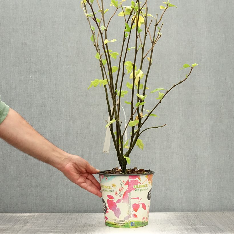 Hibiscus syriacus Eruption - Rose of Sharon 4L/5L pot sample as delivered in summer