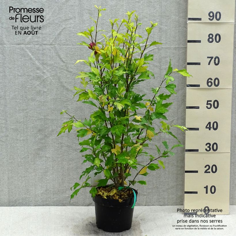 Hibiscus syriacus Flower Tower Ruby - Rose of Sharon 2L/3L pot sample as delivered in summer