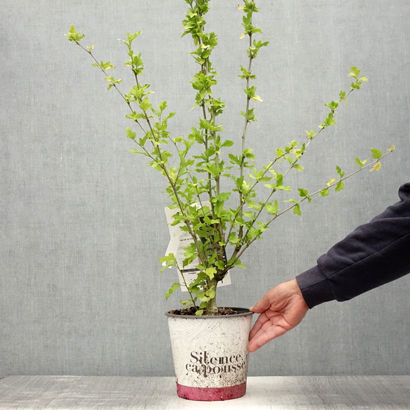 Hibiscus syriacus French Point - Rose of Sharon 4L/5L pot sample as delivered in summer