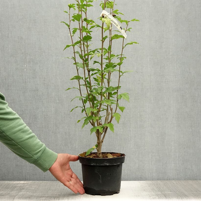 Hibiscus syriacus Lady Stanley - Rose of Sharon 3L/4L pot sample as delivered in summer