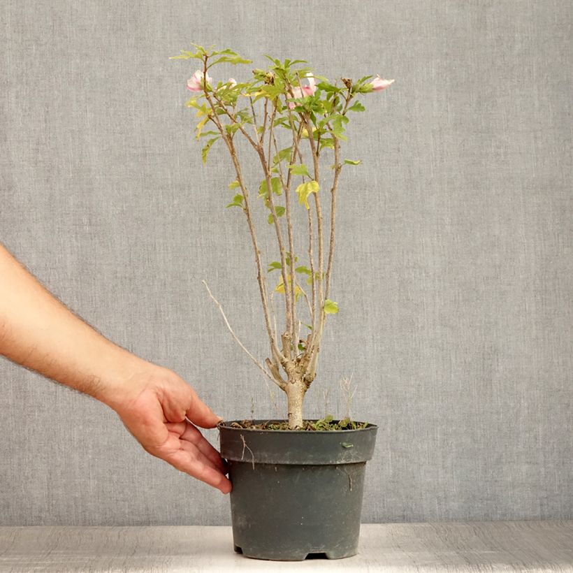 Hibiscus syriacus Leopoldii - Rose of Sharon 2L/3L pot sample as delivered in summer