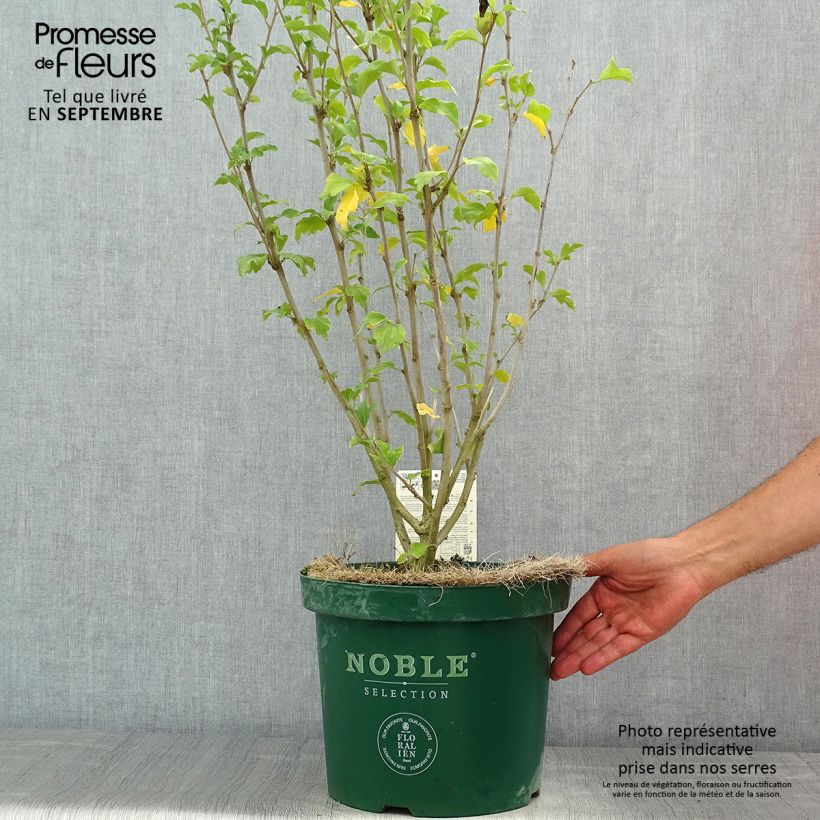 Hibiscus syriacus Magenta Chiffon - Rose of Sharon 6L/7L pot sample as delivered in summer