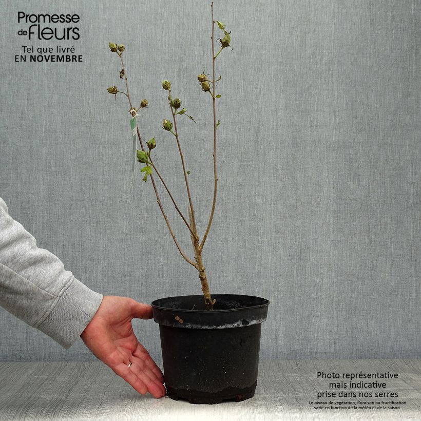 Hibiscus syriacus Oiseau Bleu - Rose of Sharon 2L/3L pot sample as delivered in autumn