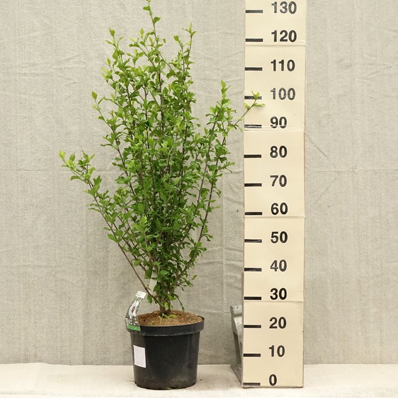 Hibiscus syriacus Shintaeyang - Rose of Sharon 7.5L/10L pot sample as delivered in summer