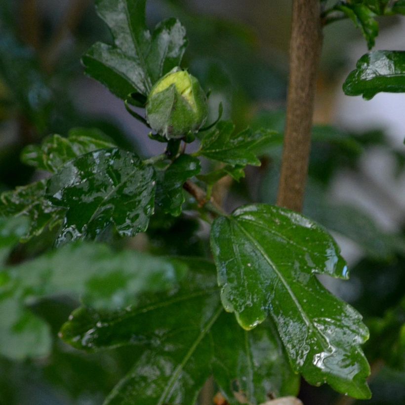 Hibiscus syriacus Speciosus - Rose of Sharon (Foliage)