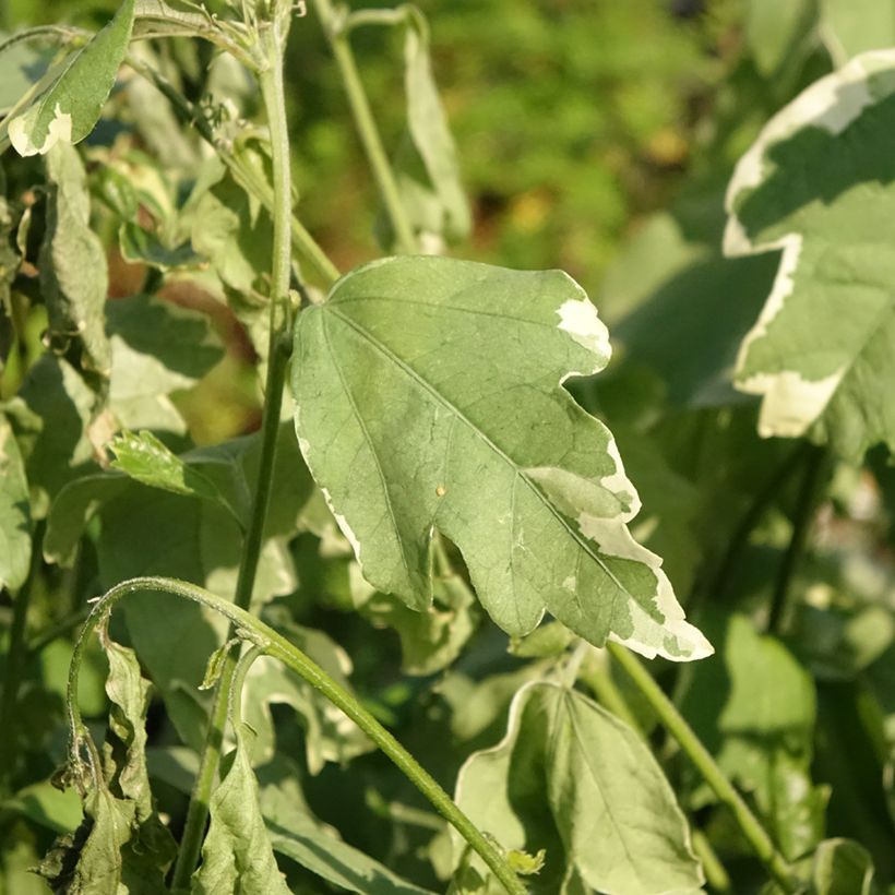 Hibiscus syriacus Sugar Tip - Rose of Sharon (Foliage)