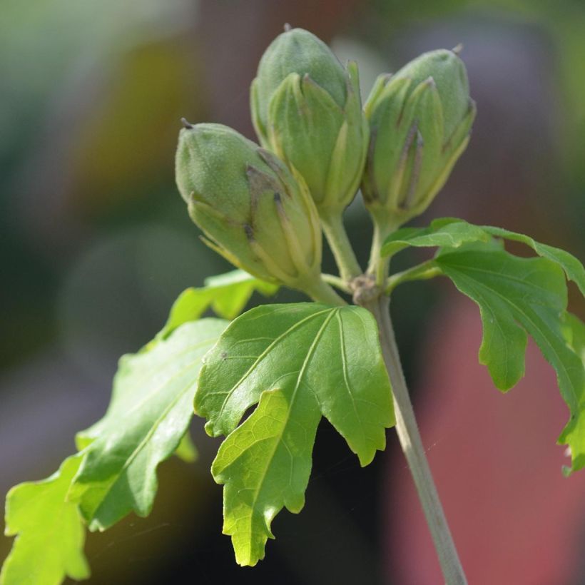 Hibiscus syriacus SupHeart - Rose of Sharon (Foliage)