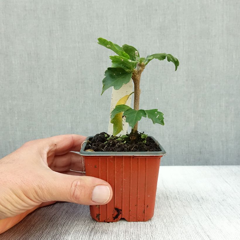 Hibiscus syriacus Woodbridge - Rose of Sharon 8/9 cm pot sample as delivered in autumn