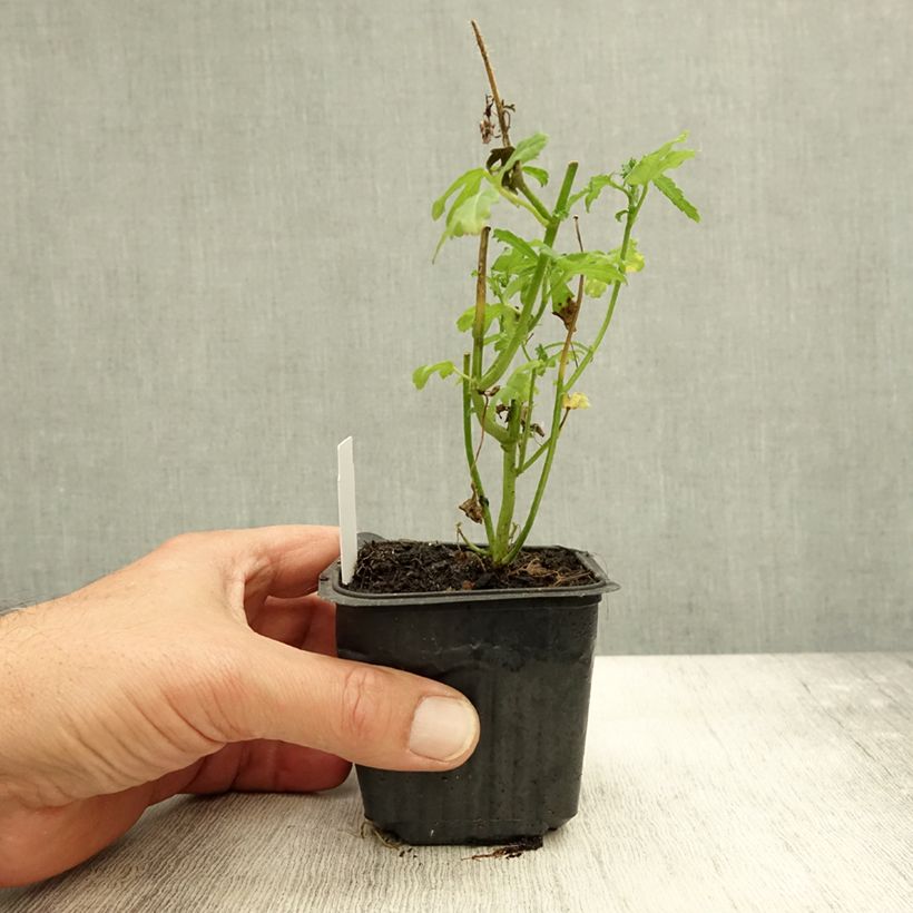 Hibiscus trionum - African Hibiscus 8/9 cm pot sample as delivered in autumn