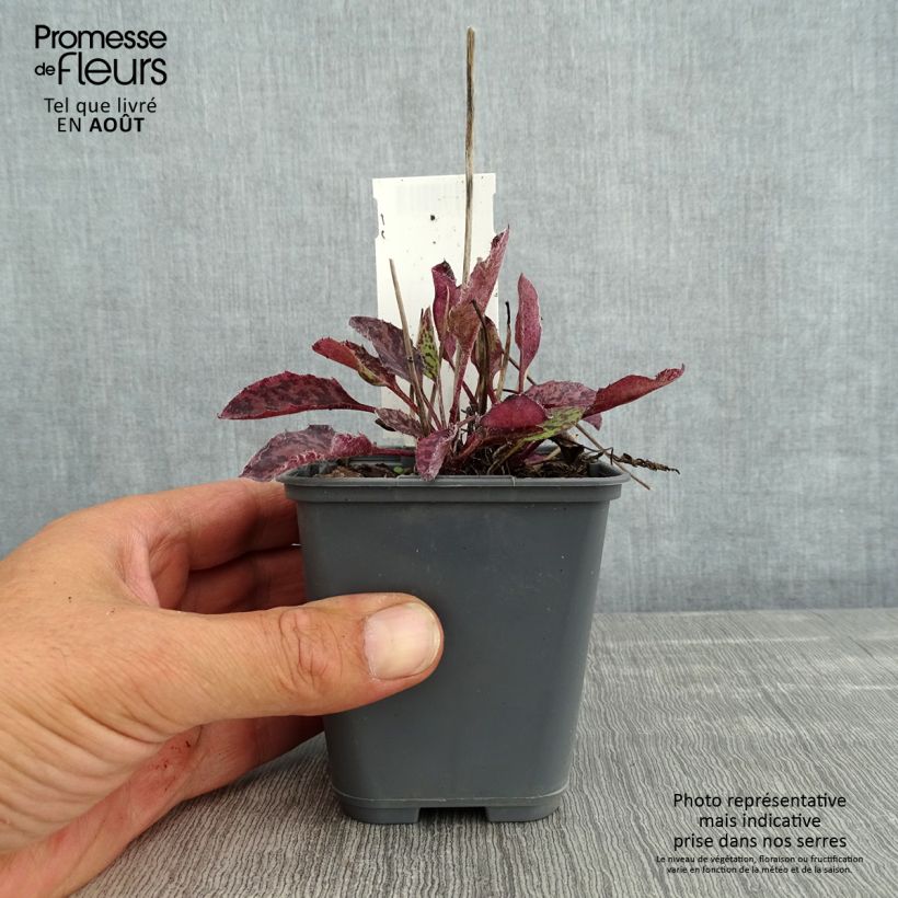 Hieracium maculatum 8/9 cm pot sample as delivered in summer