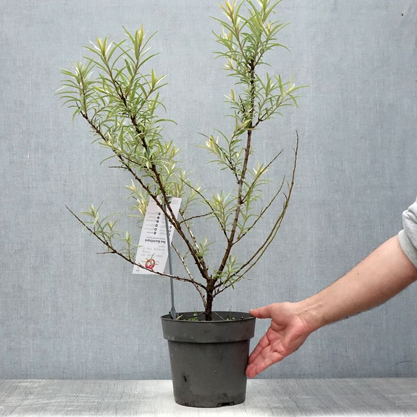 Hippophae rhamnoides Botanica 3L/4L pot sample as delivered in summer
