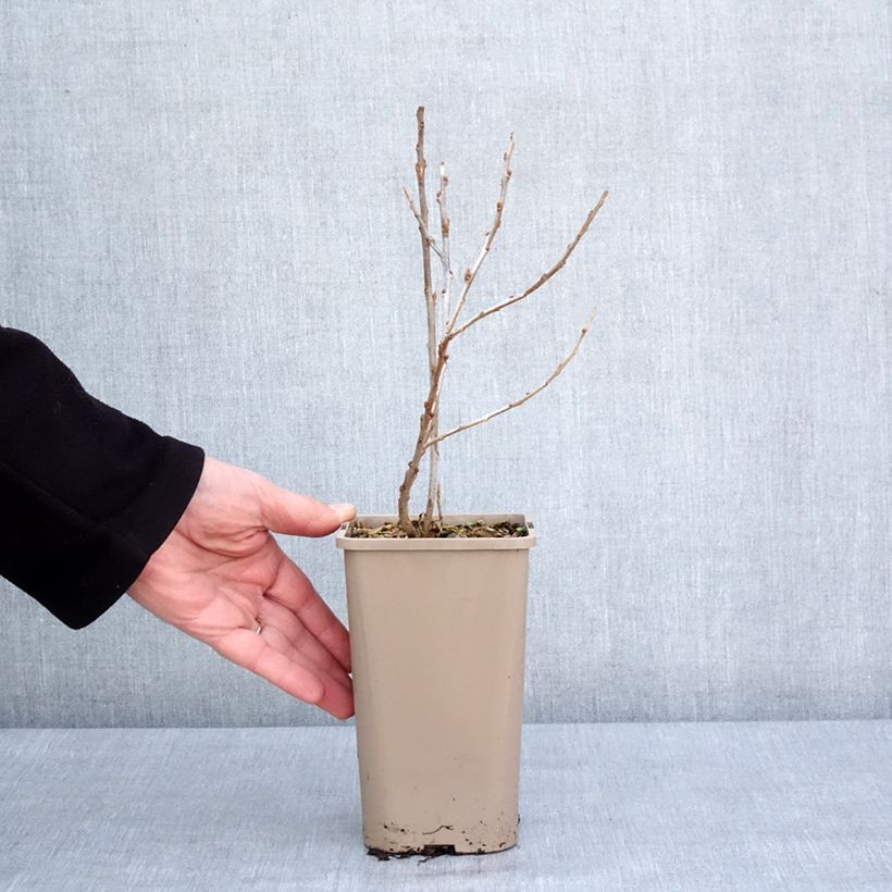 Hippophae rhamnoides Garden's Gift 1.5L/2L pot, Clump sample as delivered in winter