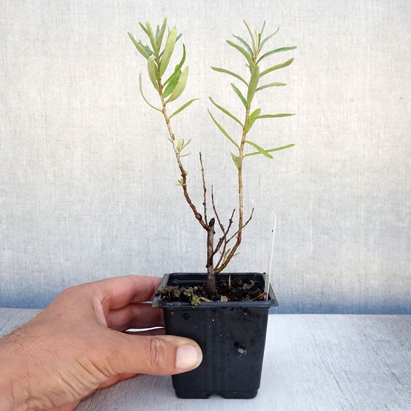 Hippophae rhamnoides Leikora 8/9 cm pot sample as delivered in summer