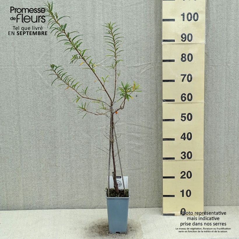 Hippophae rhamnoides Pollmix 1.5L/2L pot sample as delivered in summer