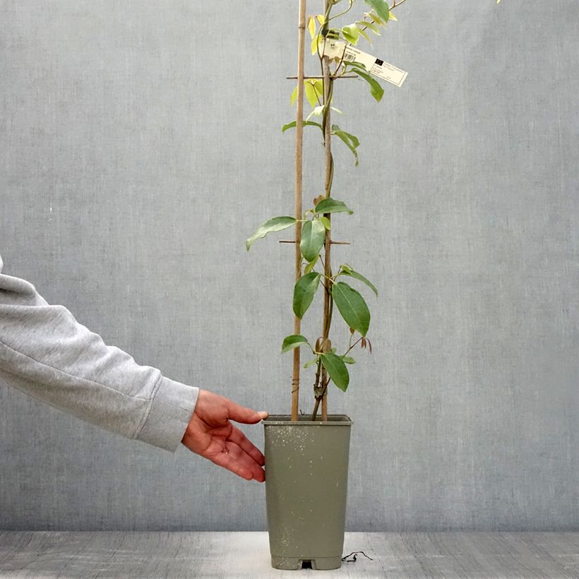 Holboellia coriacea - Sausage Vine 2L/3L pot sample as delivered in summer