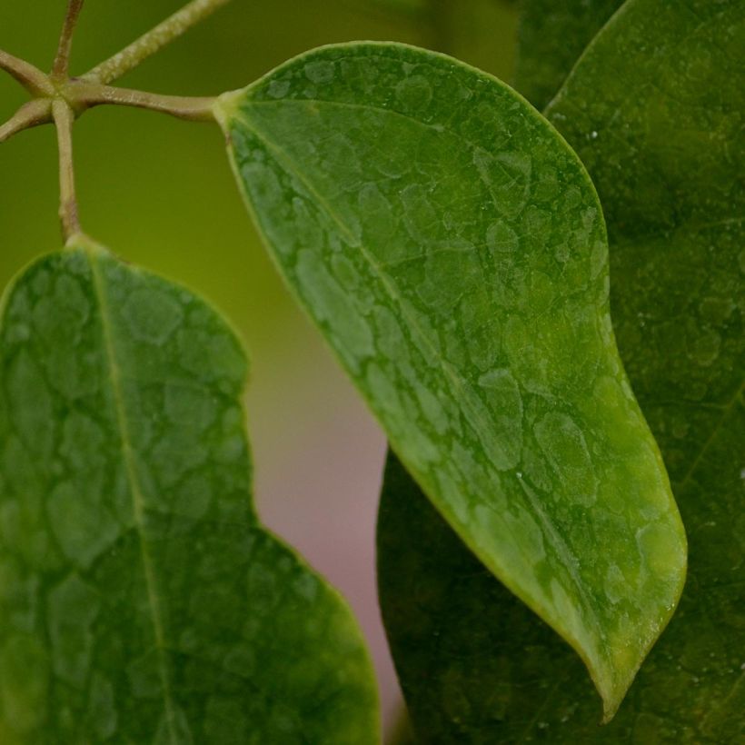 Holboellia latifolia - Broad-leaved Sausage Vine (Foliage)