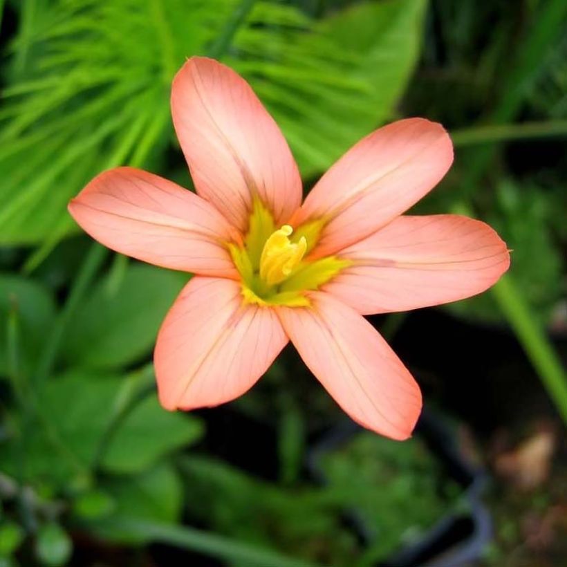 Homeria flaccida - Cape tulip (Flowering)