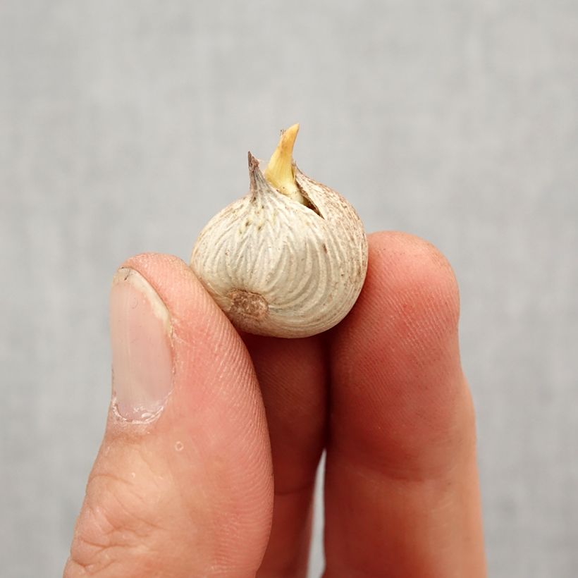 Homeria flaccida - Cape tulip Bulb size 5+ sample as delivered in spring