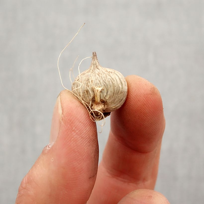 Homeria ochroleuca - Cape tulip Bulb size 5+ sample as delivered in spring