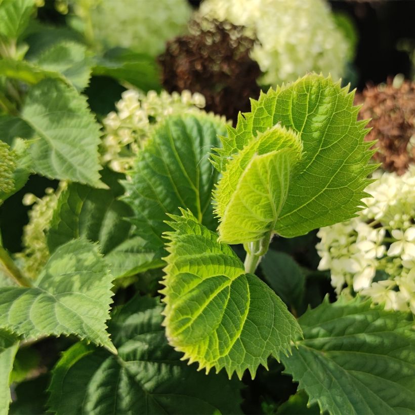 Hydrangea arborescens BellaRagazza Limetta (Foliage)